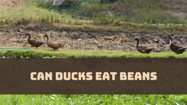 Can Ducks Eat Beans