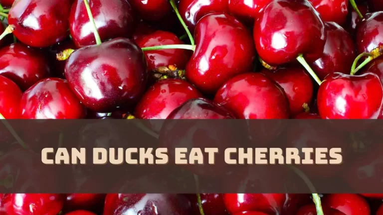 Can Ducks Eat Cherries