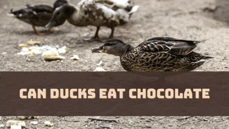 Can Ducks Eat Chocolate