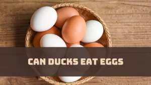 Can Ducks Eat Eggs