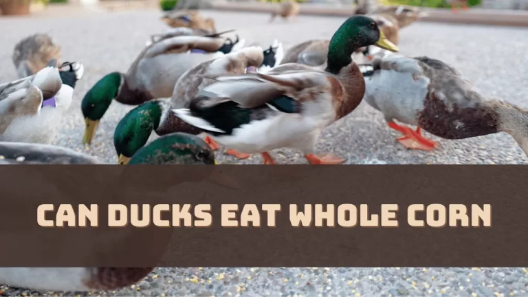 Can Ducks Eat Whole Corn