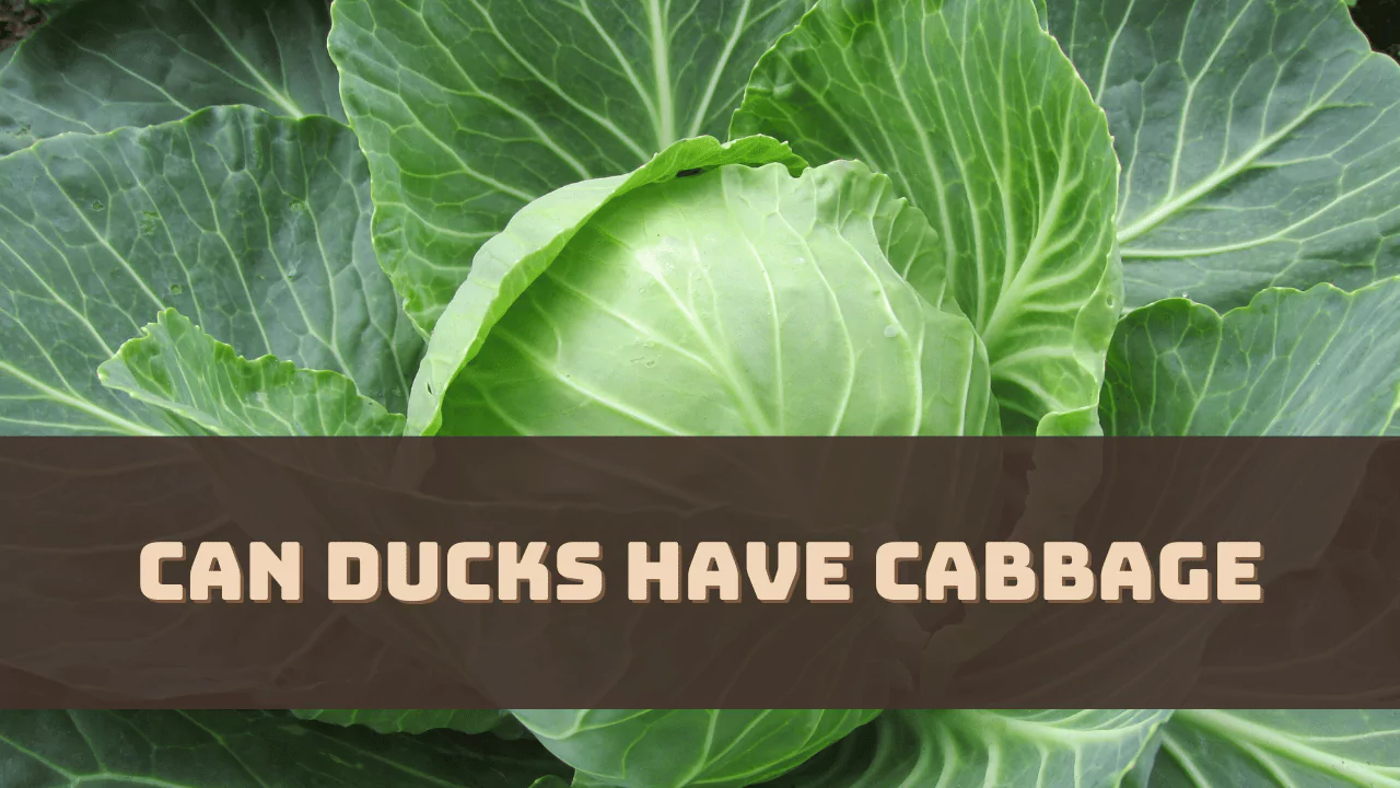 Can Ducks Have Cabbage