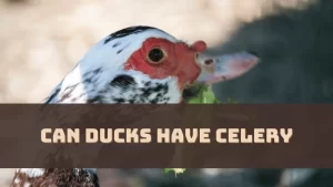 Can Ducks Have Celery