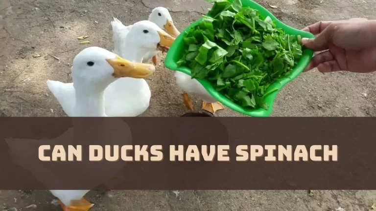 Can Ducks Have Spinach