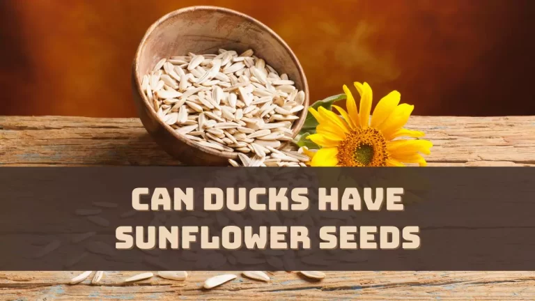 Can Ducks Have Sunflower Seeds