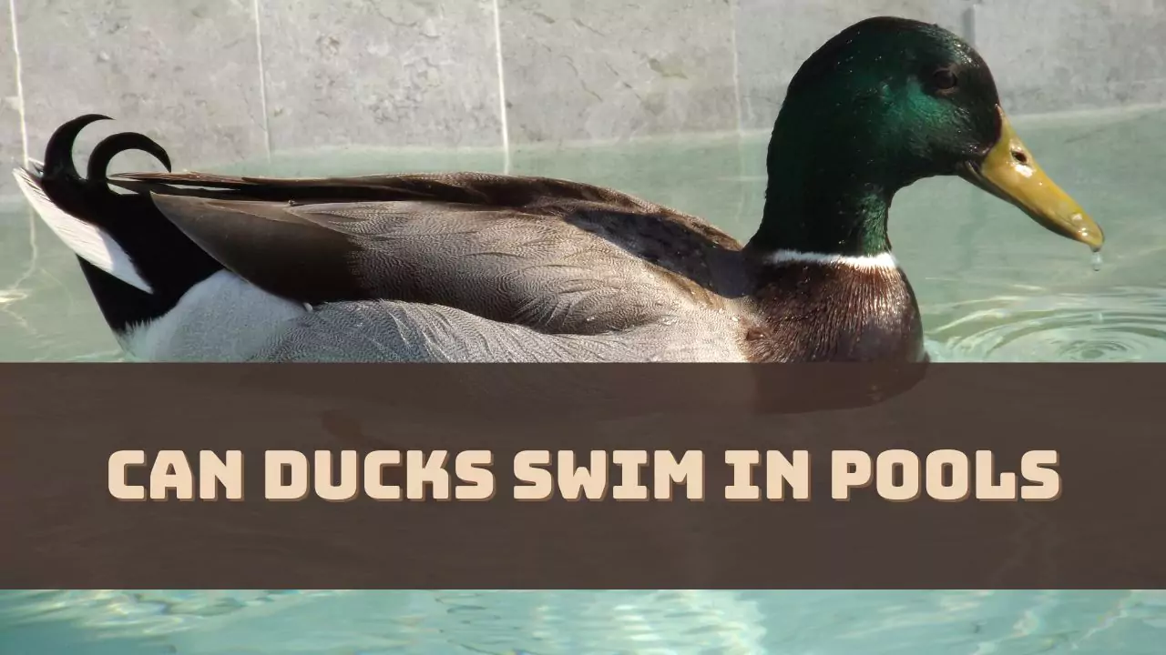 Can Ducks Swim in Pools