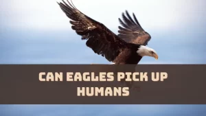 Can Eagles Pick Up Humans