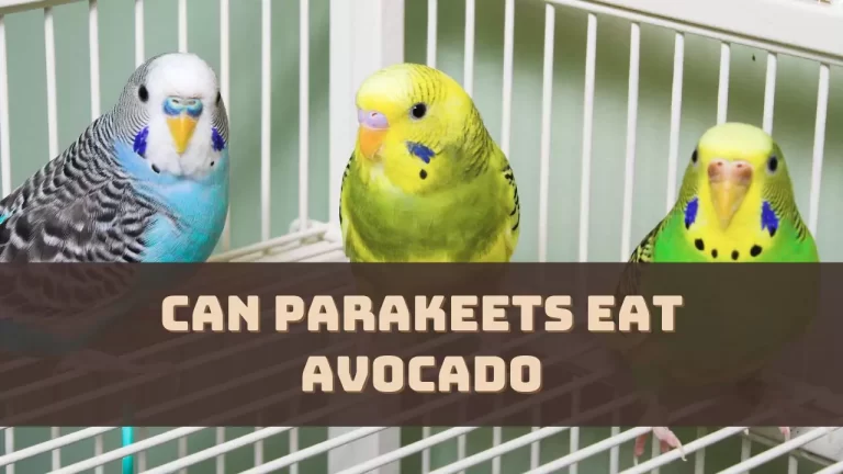 Can Parakeets Eat Avocado