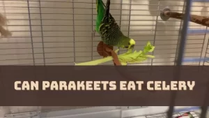 Can Parakeets Eat Celery