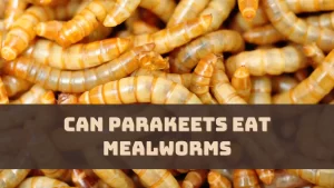 Can Parakeets Eat Mealworms