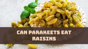 Can Parakeets Eat Raisins