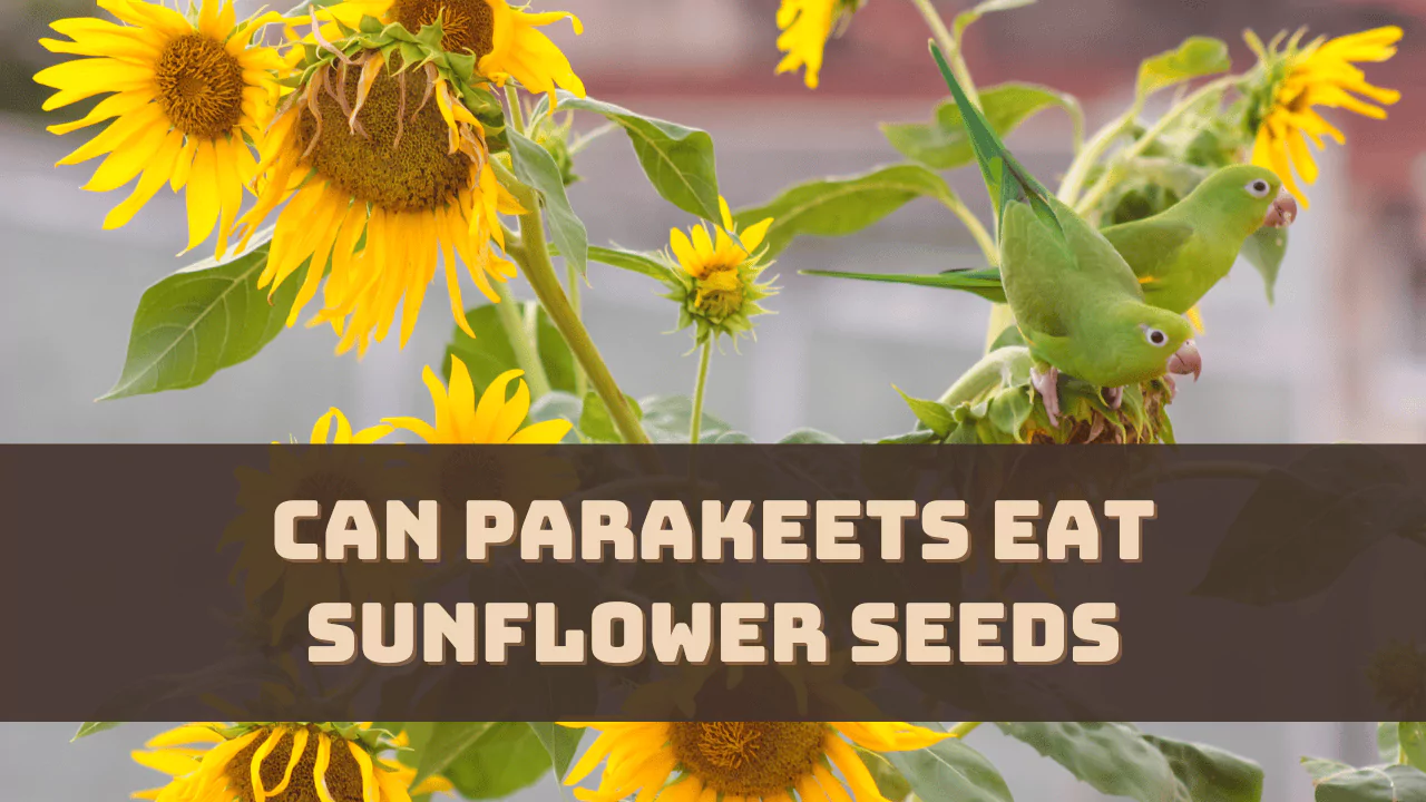 Can Parakeets Eat Sunflower Seeds