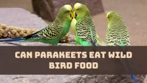 Can Parakeets Eat Wild Bird Food