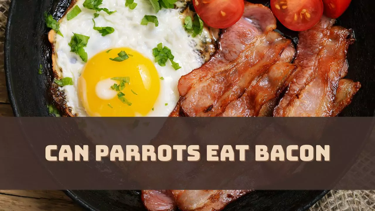 Can Parrots Eat Bacon