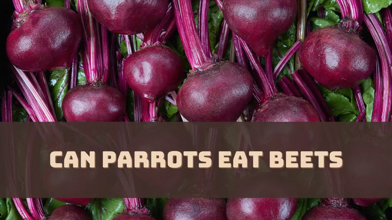 Can Parrots Eat Beets