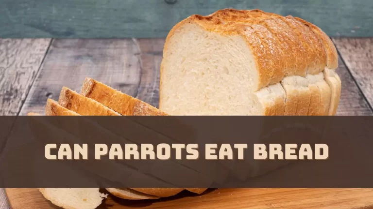 Can Parrots Eat Bread