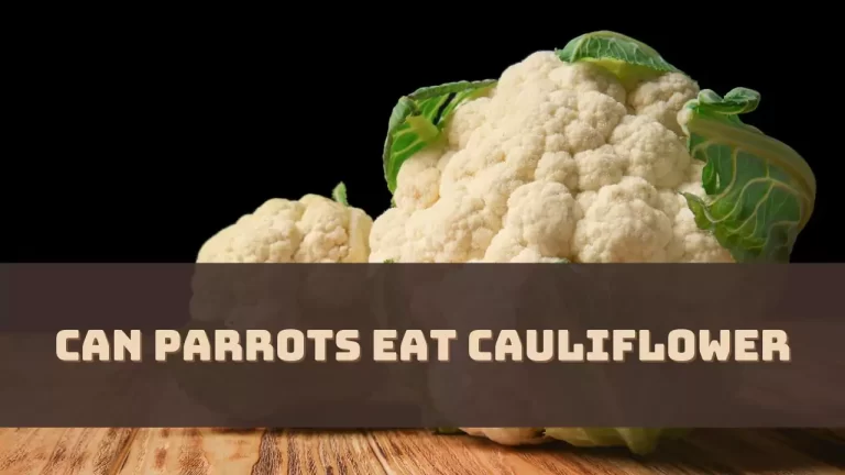 Can Parrots Eat Cauliflower