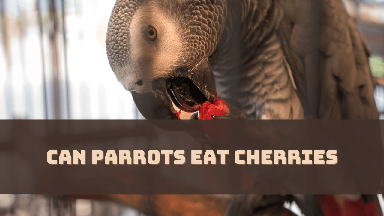 Can Parrots Eat Cherries