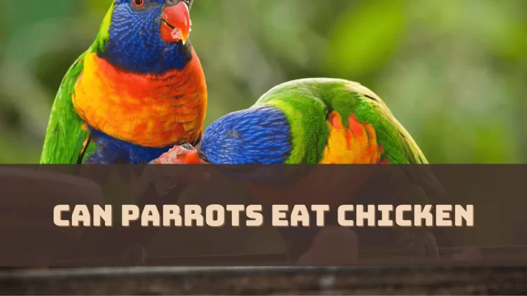 Can Parrots Eat Chicken