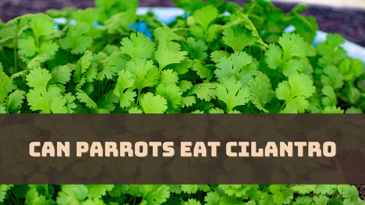 Can Parrots Eat Cilantro