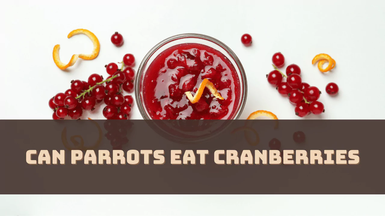 Can Parrots Eat Cranberries