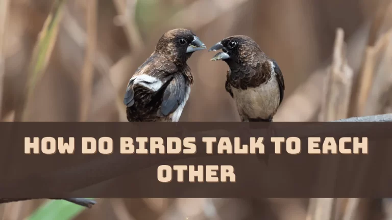 How Do Birds Talk To Each Other