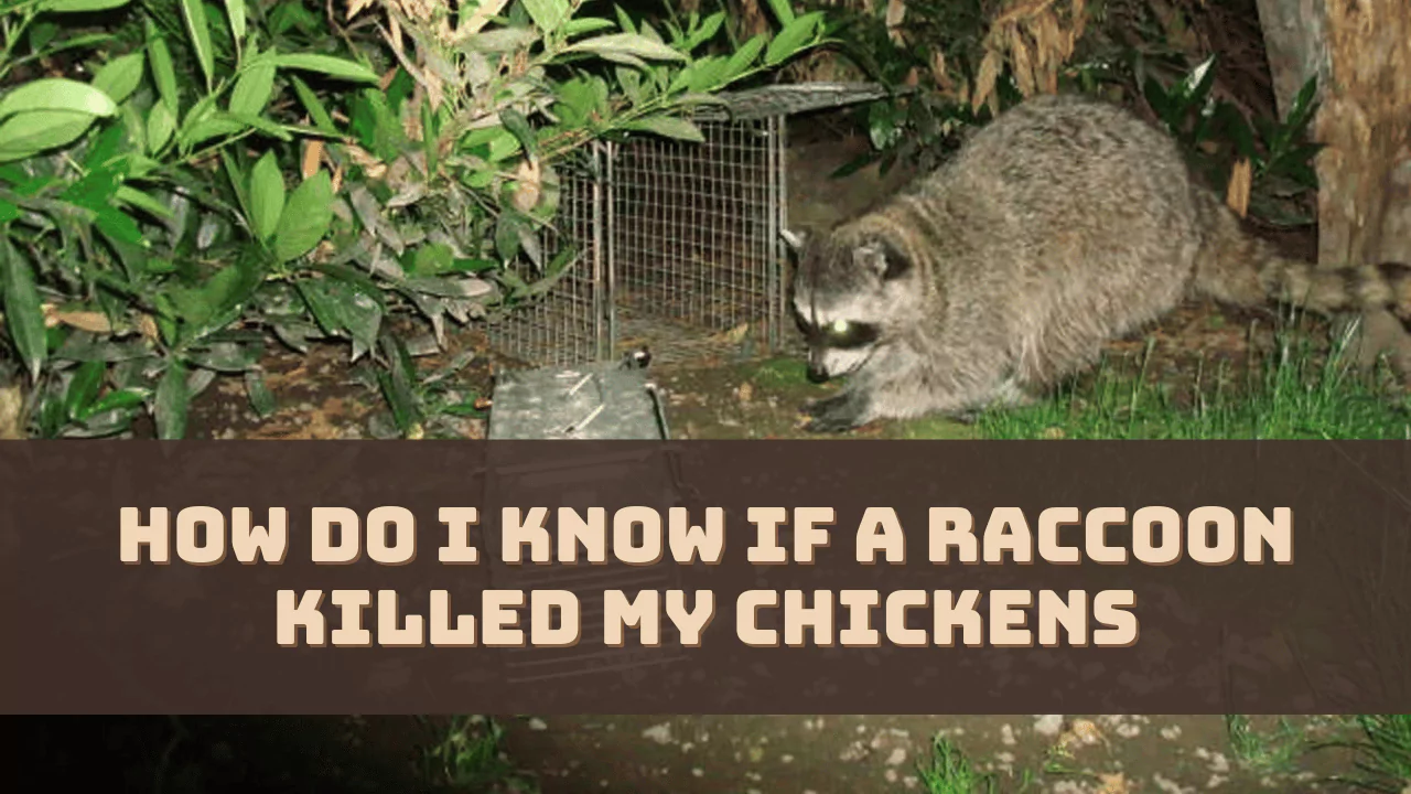 How Do I Know If a Raccoon Killed My Chickens