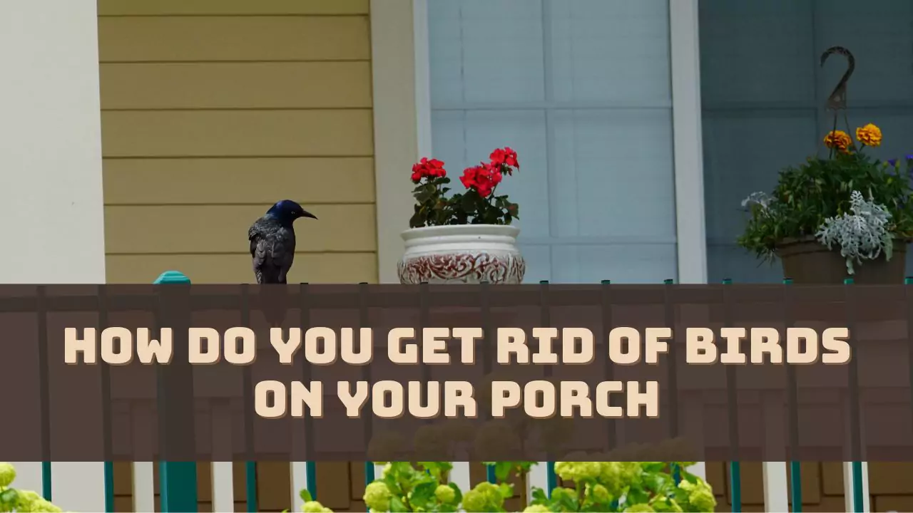 How Do You Get Rid Of Birds On Your Porch