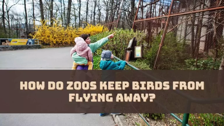 How Do Zoos Keep Birds From Flying Away