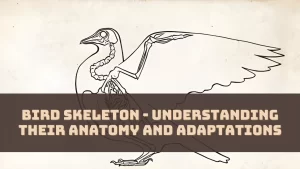 skeletal anatomy of birds