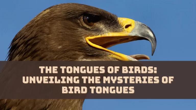 the tongues of birds