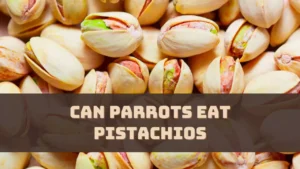 Can Parrots Eat Pistachios