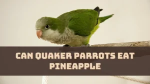 Can Quaker Parrots Eat Pineapple