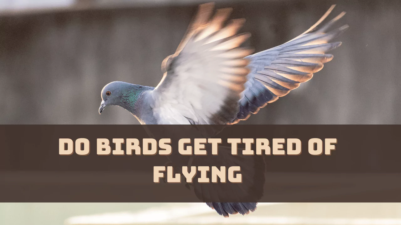 Do Birds Get Tired Of Flying