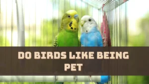 Do Birds Like Being Pets