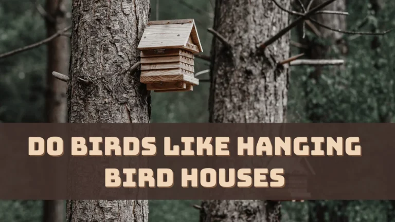 Do Birds Like Hanging Bird Houses