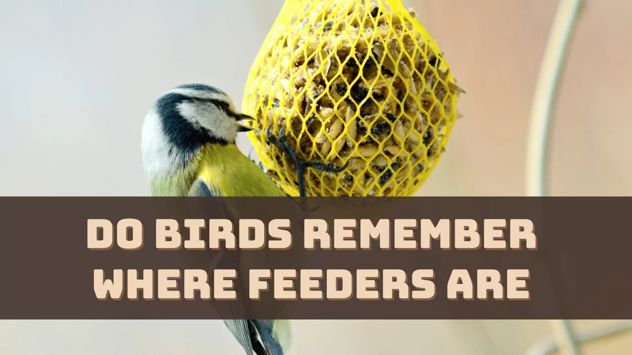 Do Birds Remember Where Feeders Are