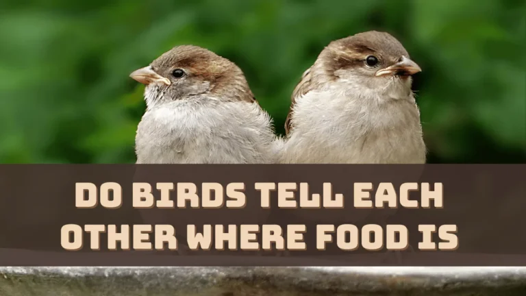 Do Birds Tell Each Other Where Food Is