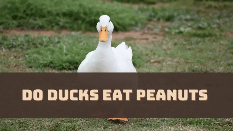 Do Ducks Eat Peanuts