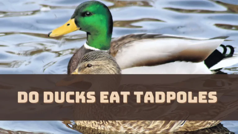 Do Ducks Eat Tadpoles