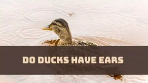 Do Ducks Have Ears