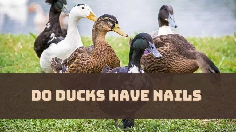 Do Ducks Have Nails