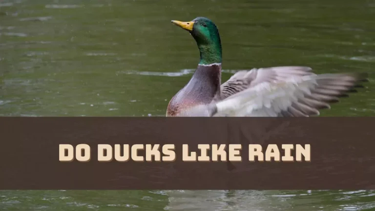 Do Ducks Like Rain