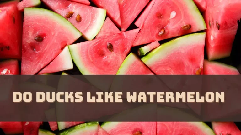 Do Ducks Like Watermelon