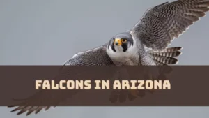 Falcons in Arizona