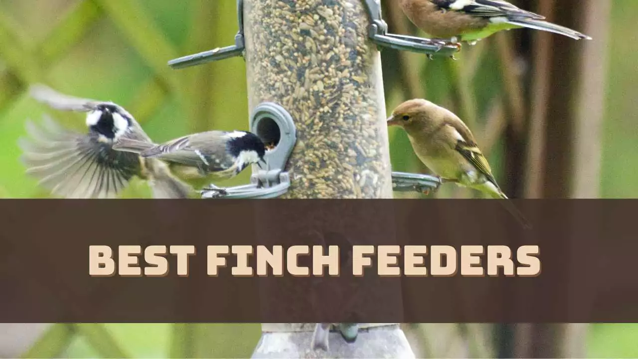 best-finch-feeders