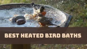 best-heated-bird-baths