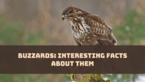 buzzards-interesting-facts-about-them