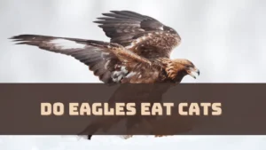 do-eagles-eat-cats