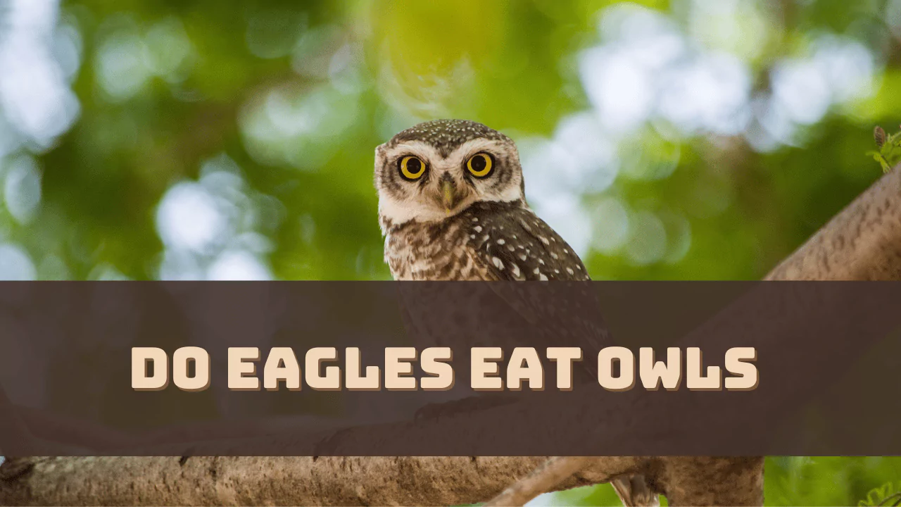 do-eagles-eat-owls